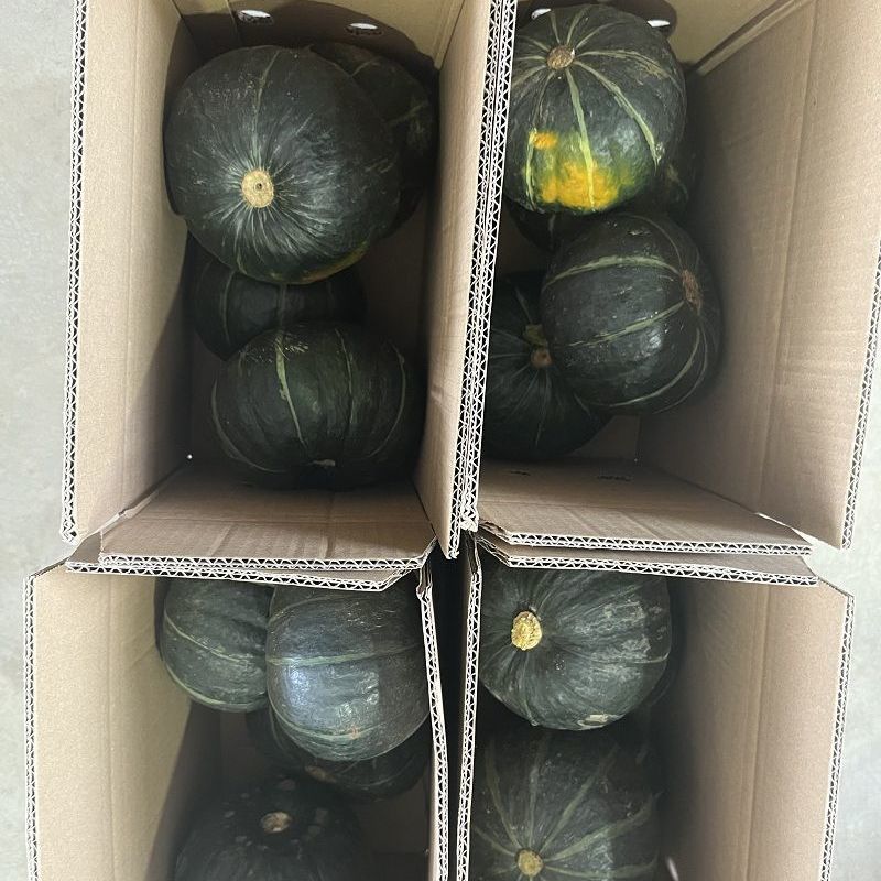 贝贝南瓜！一件代发！对接各大平台！