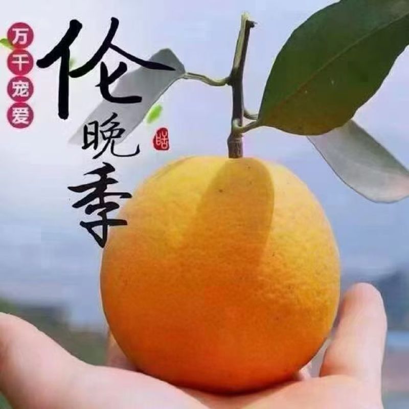 秭归伦晚春橙水份充足现采现发口感纯甜化渣