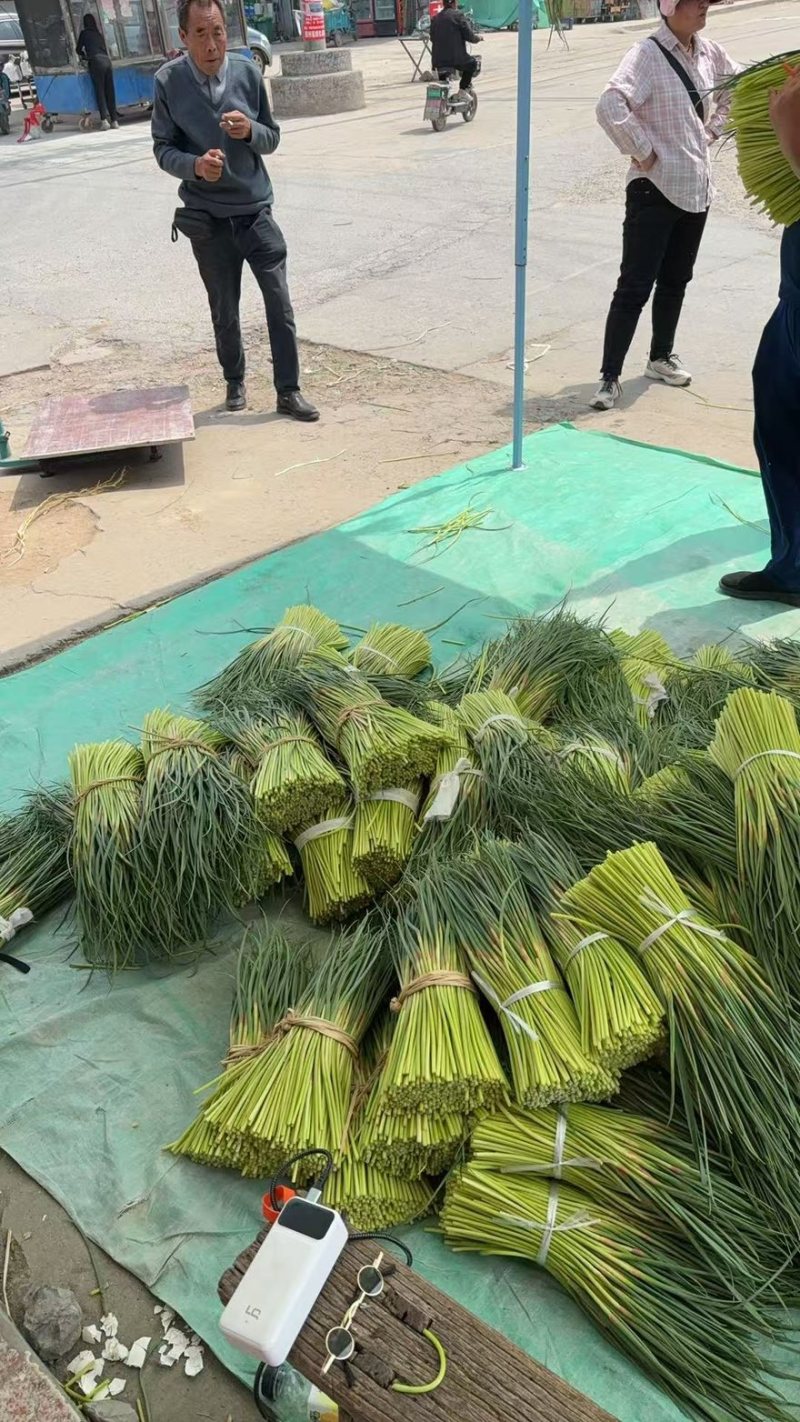 产地现收蒜苔，量大价优商超品质