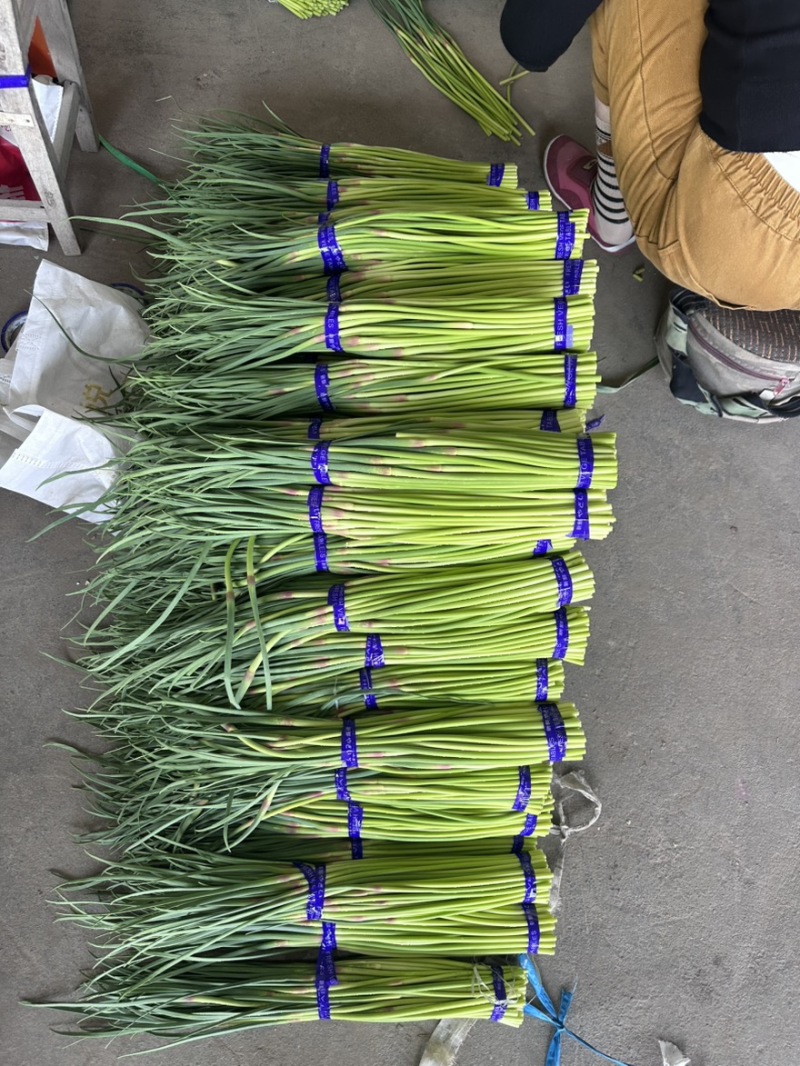新鲜红帽蒜薹邳州发车量大价优商超品控