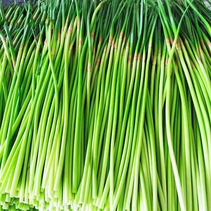小红帽蒜苔产地直发商超品质对接全国
