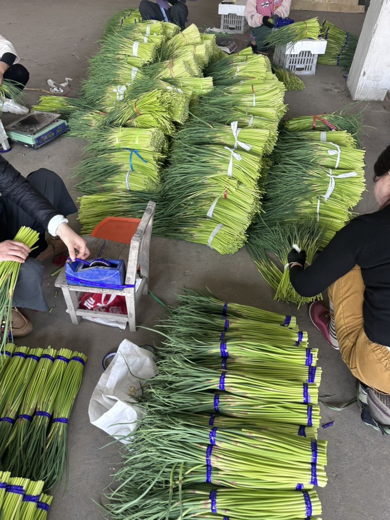 小红帽蒜苔产地直发商超品质对接全国