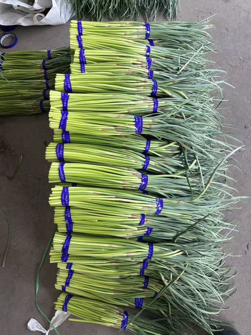 小红帽蒜苔产地直发商超品质对接全国