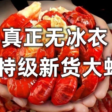 【特大无冰衣】特大号海鲜龙虾尾新鲜冷冻鲜活速冻特麻辣小龙