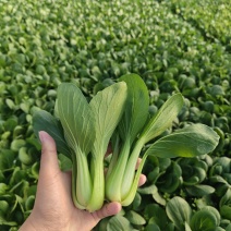 上海青油菜小青菜太和县产地直供，可代收代卖对接采购