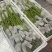 2026鲜切荷花鲜花现采现发，品质保证，坏烂包赔量大从优