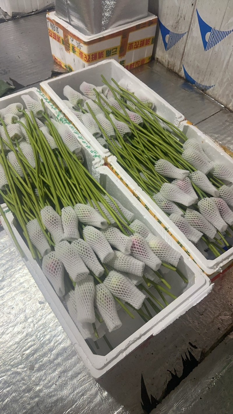 2026鲜切荷花鲜花现采现发，品质保证，坏烂包赔量大从优