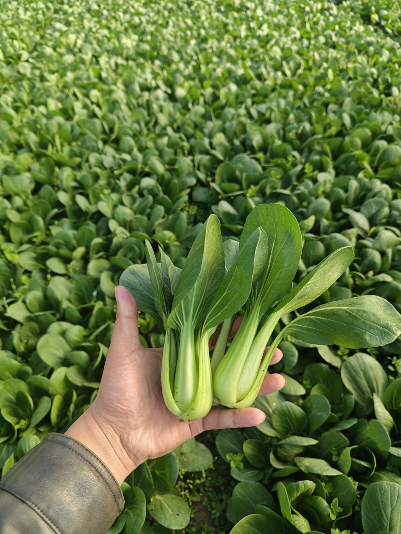 上海青油菜小青菜太和县产地直供，可代收代卖对接采购