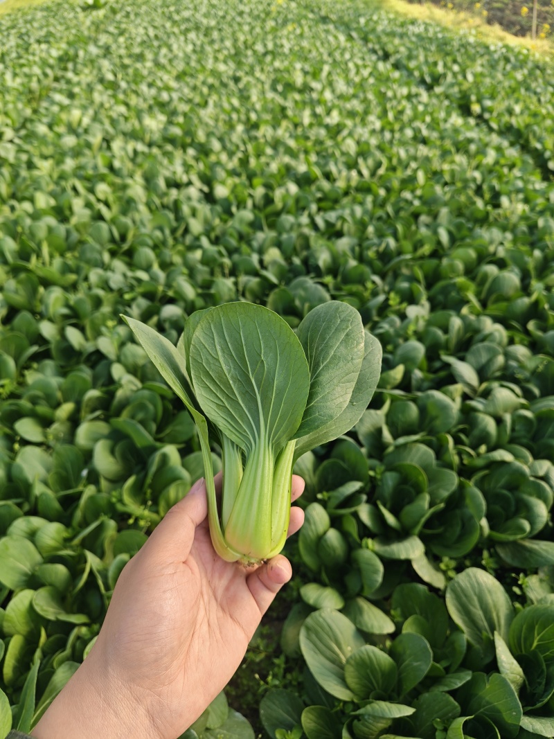 上海青油菜小青菜太和县产地直供，可代收代卖对接采购