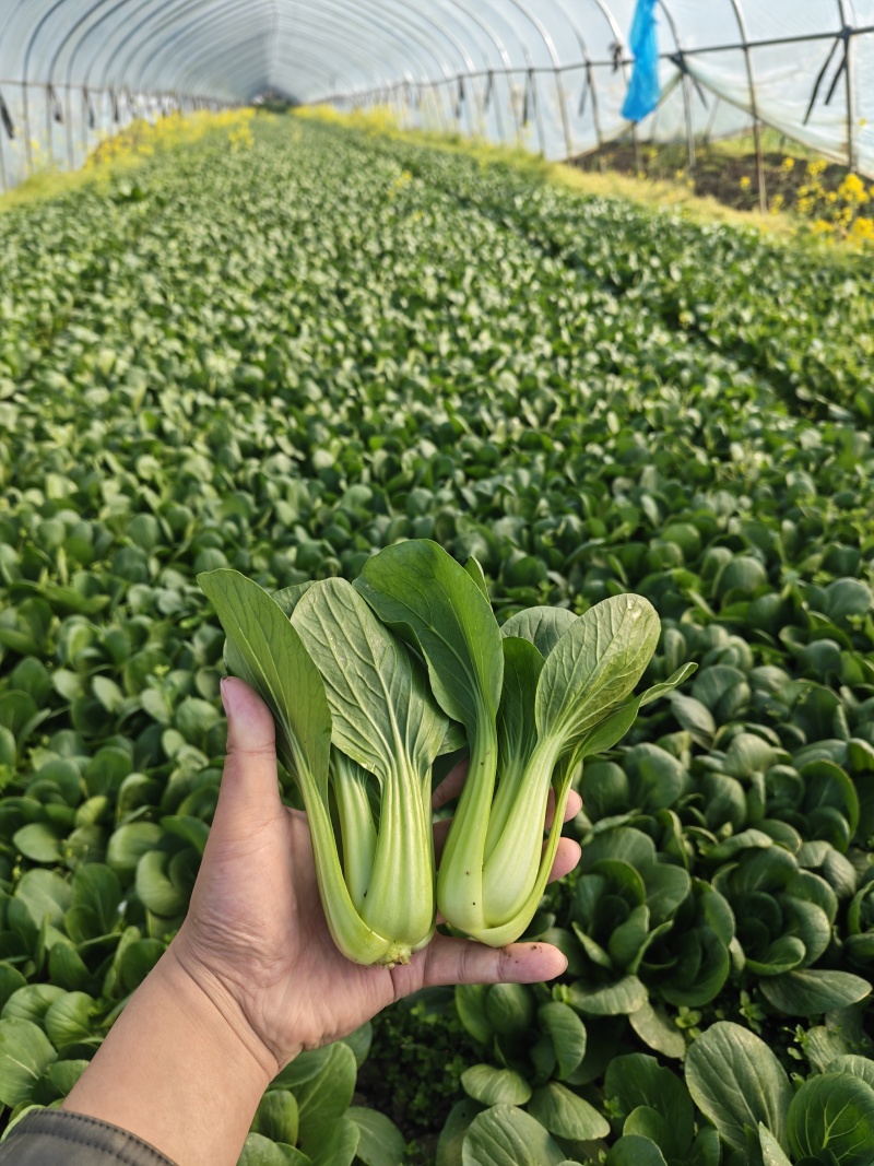 上海青油菜小青菜太和县产地直供，可代收代卖对接采购