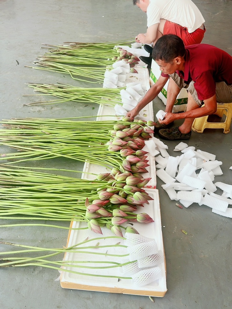 2026鲜切荷花鲜花现采现发，品质保证，坏烂包赔量大从优