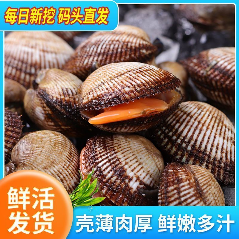 新鲜野生水产毛蛤血蛤蛤蜊大毛无沙鲜活生鲜贝类海鲜批发赤贝