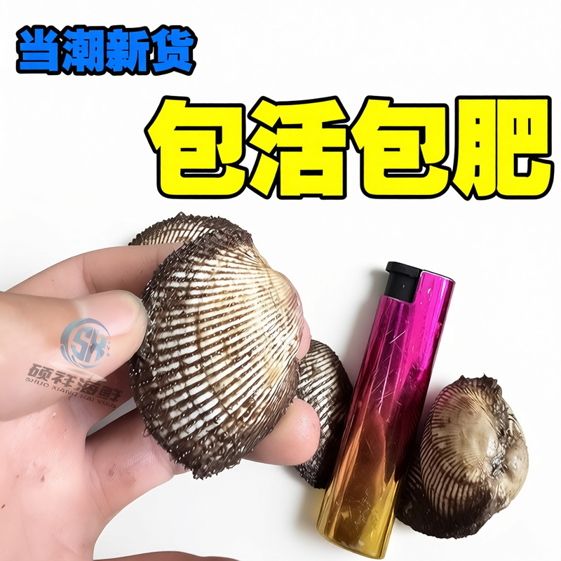 新鲜野生水产毛蛤血蛤蛤蜊大毛无沙鲜活生鲜贝类海鲜批发赤贝