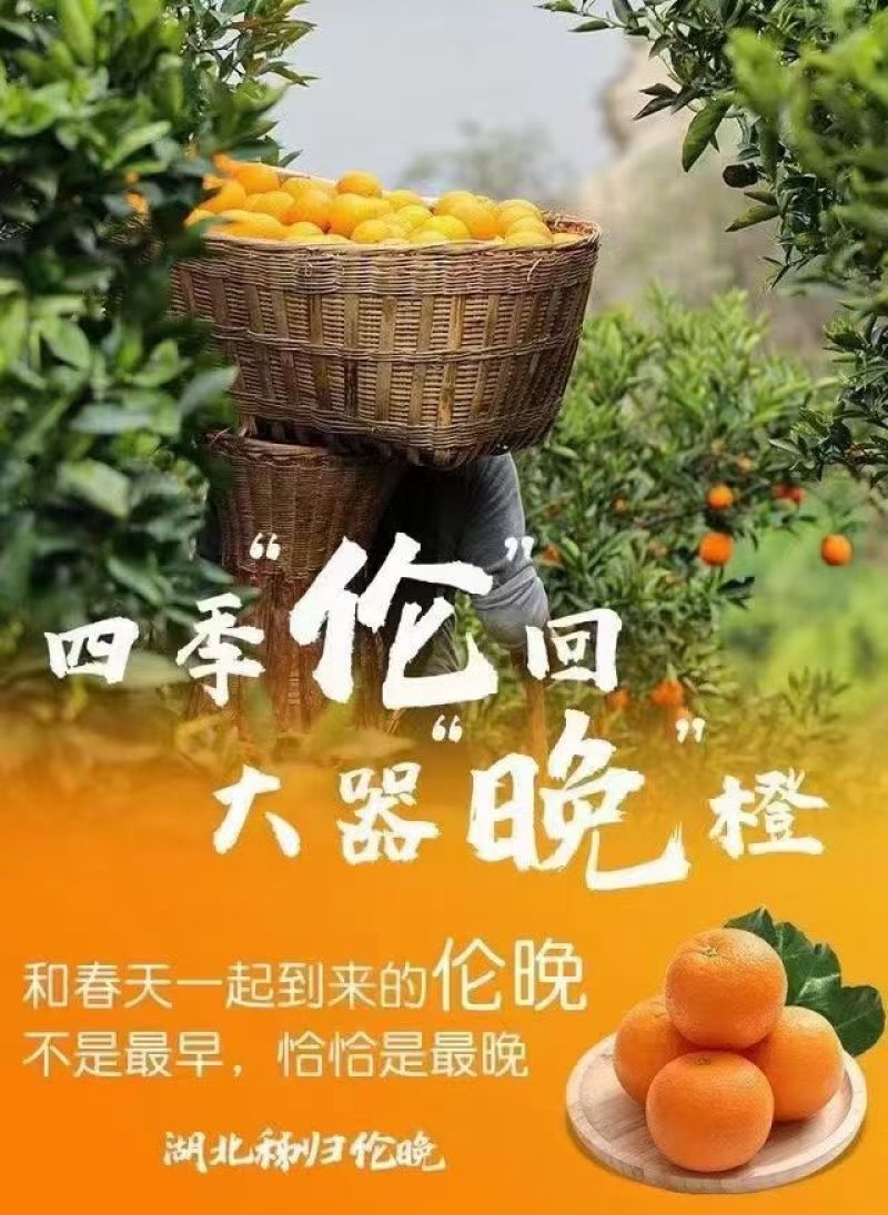 湖北秭归伦晚脐橙现采现发口感纯甜水份充足