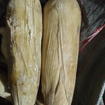 冷冻玉米336加甜糯，