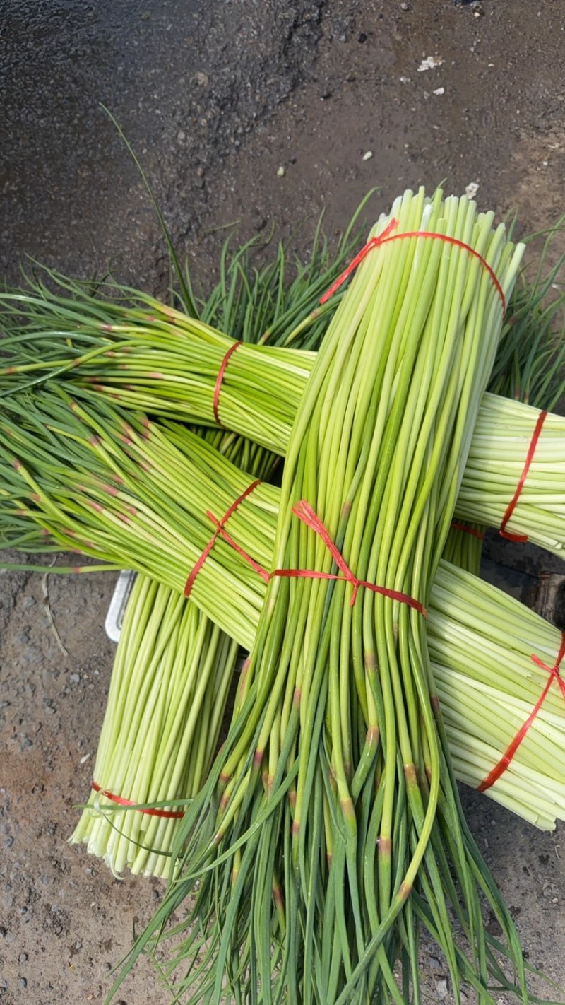 徐州沛县红帽精品蒜苔