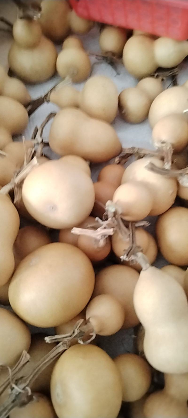 小美葫芦皮色干净