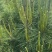 油松