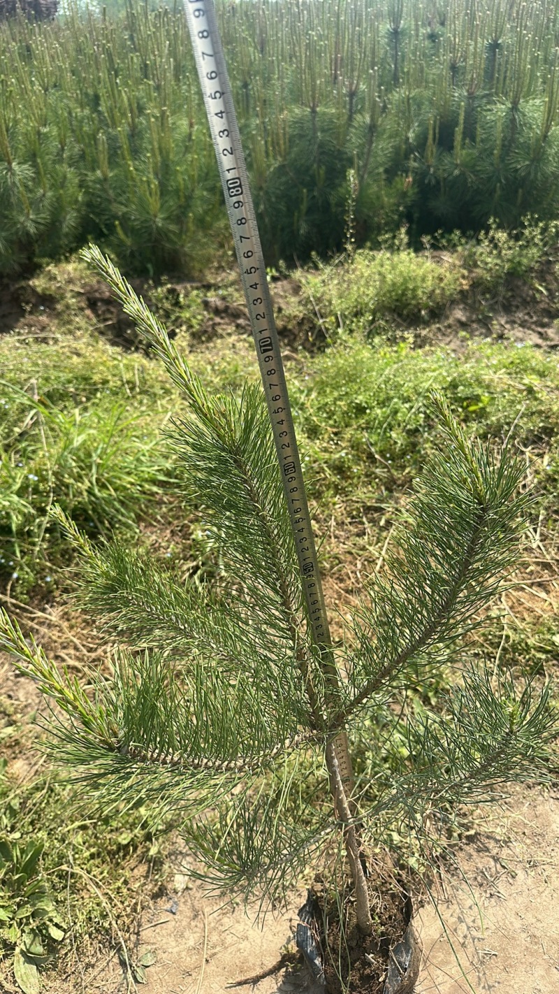 油松