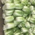 湖北白菜黄心白菜基地直供量大从优品质保证欢迎联