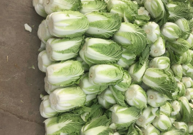 湖北白菜黄心白菜基地直供量大从优品质保证欢迎联