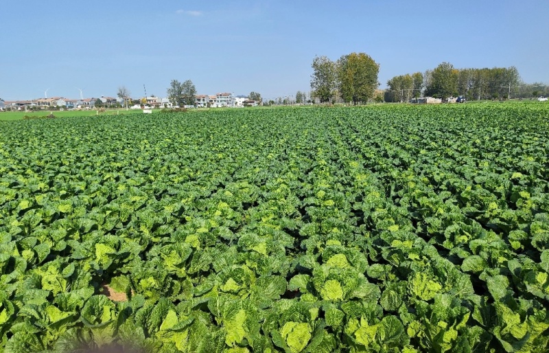 湖北白菜黄心白菜基地直供量大从优品质保证欢迎联