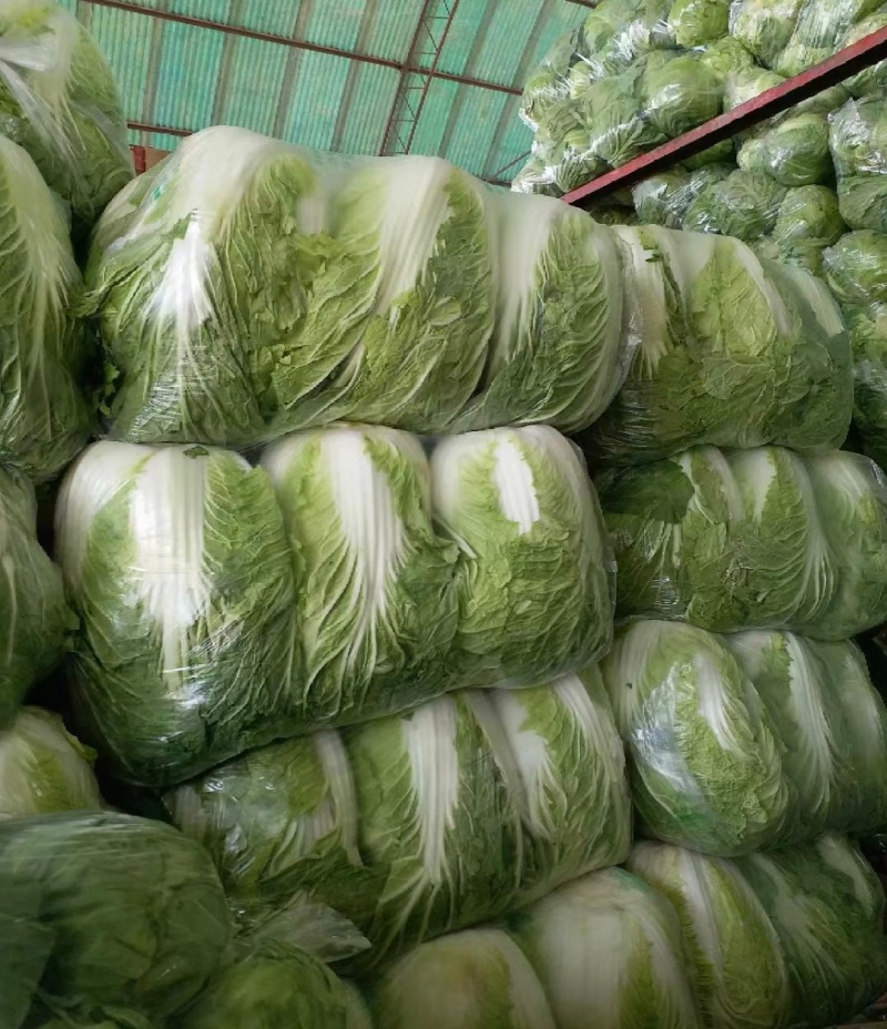 湖北白菜黄心白菜基地直供量大从优品质保证欢迎联