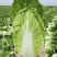 湖北白菜黄心白菜基地直供量大从优品质保证欢迎联