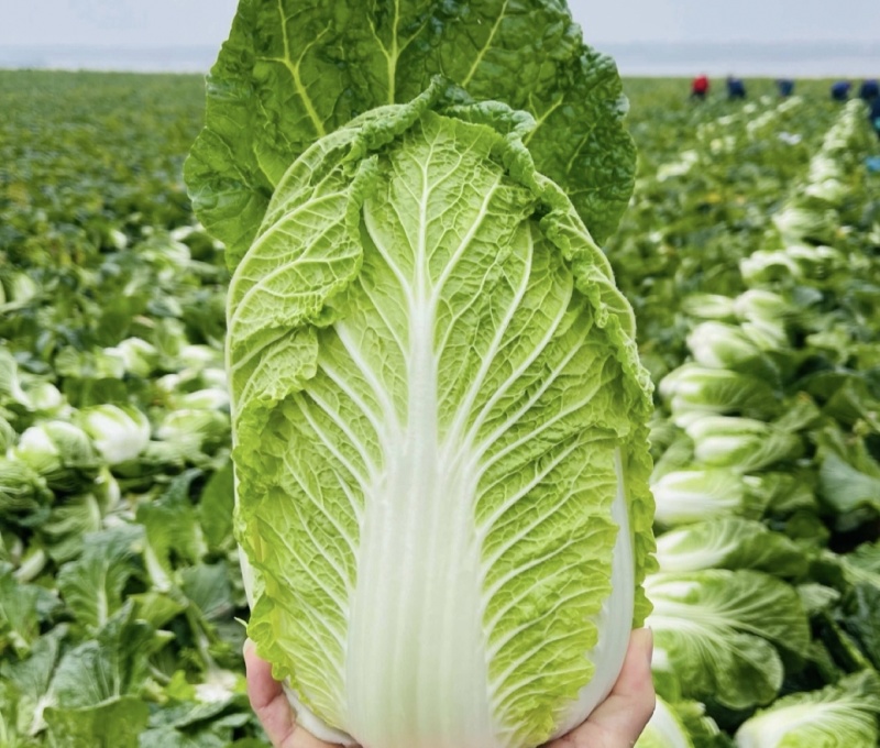 湖北白菜黄心白菜基地直供量大从优品质保证欢迎联