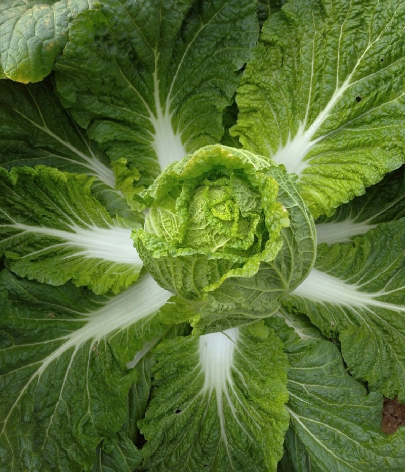 湖北白菜黄心白菜基地直供量大从优品质保证欢迎联