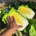 湖北白菜黄心白菜基地直供量大从优品质保证欢迎联