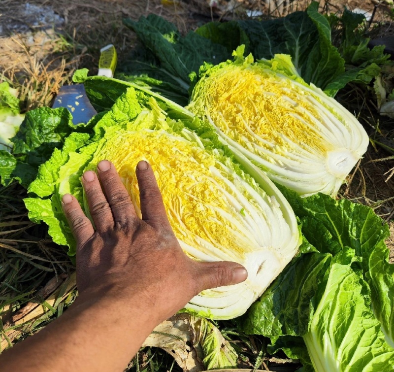 湖北白菜黄心白菜基地直供量大从优品质保证欢迎联