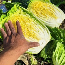 湖北白菜黄心白菜基地直供量大从优品质保证欢迎联