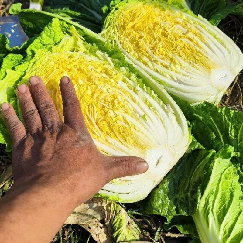湖北白菜黄心白菜基地直供量大从优品质保证欢迎联