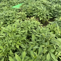 徐薯50拔苗剪苗亩产6000kg好吃无筋