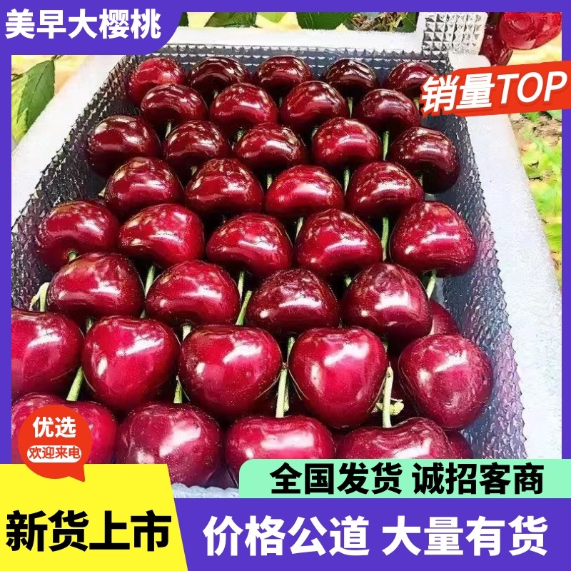 大樱桃美早脆甜规格齐全电商批发价格优惠保质保量