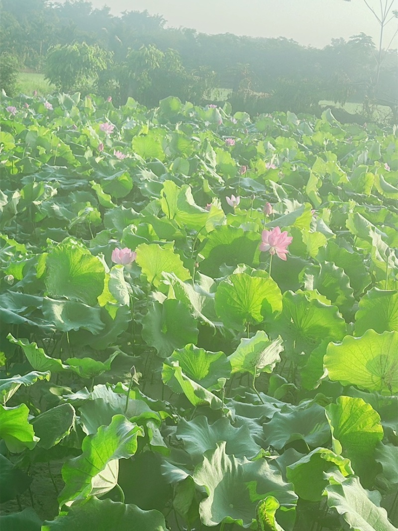 2026新鲜荷叶大量现货供应，保质保量，量大从优价格可谈