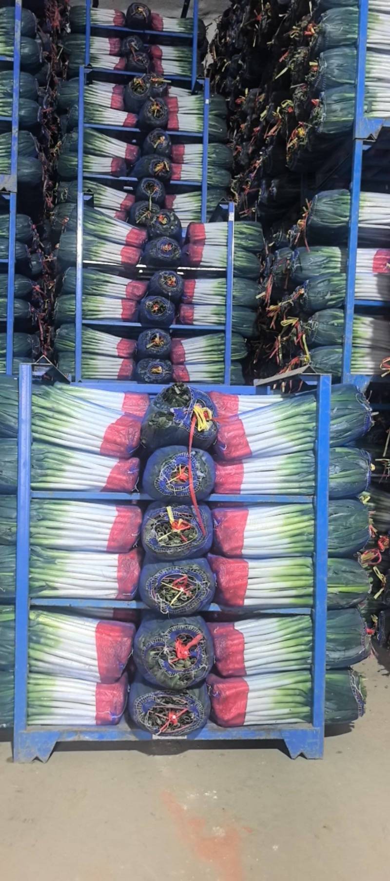 长年加工大葱，网袋货，细葱单挑