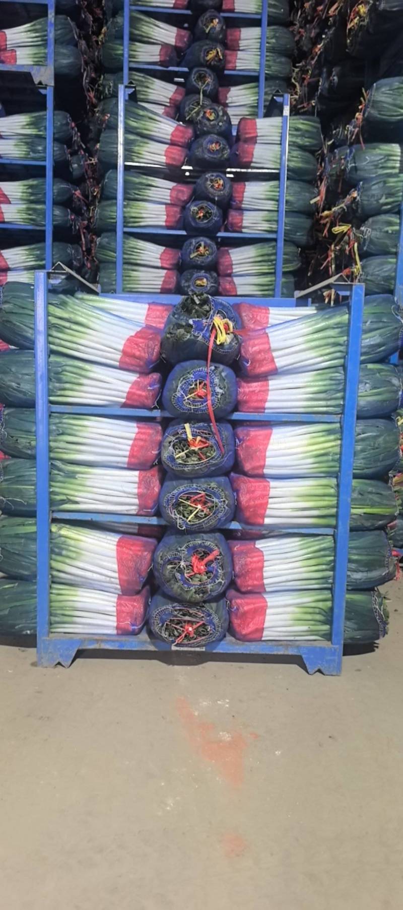 长年加工大葱，网袋货，细葱单挑