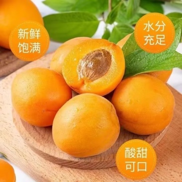 金太阳杏，支持一件代发，整车直发