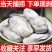 【活蚝现剥】现剥生蚝肉去壳海蛎子肉牡蛎肉火锅烧烤纯生蚝肉