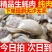 【活蚝现剥】现剥生蚝肉去壳海蛎子肉牡蛎肉火锅烧烤纯生蚝肉