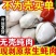 【活蚝现剥】现剥生蚝肉去壳海蛎子肉牡蛎肉火锅烧烤纯生蚝肉