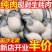 【活蚝现剥】现剥生蚝肉去壳海蛎子肉牡蛎肉火锅烧烤纯生蚝肉