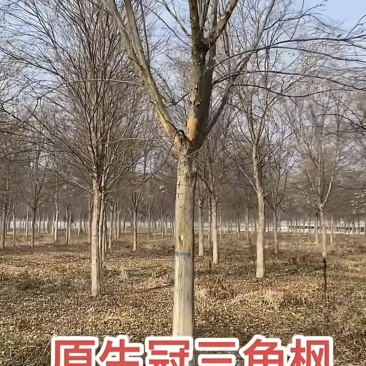 河南12162025公分原生冠丛生三角枫。