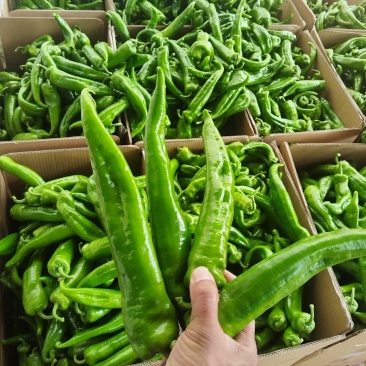 精品鲜辣椒牛角椒大量上市
