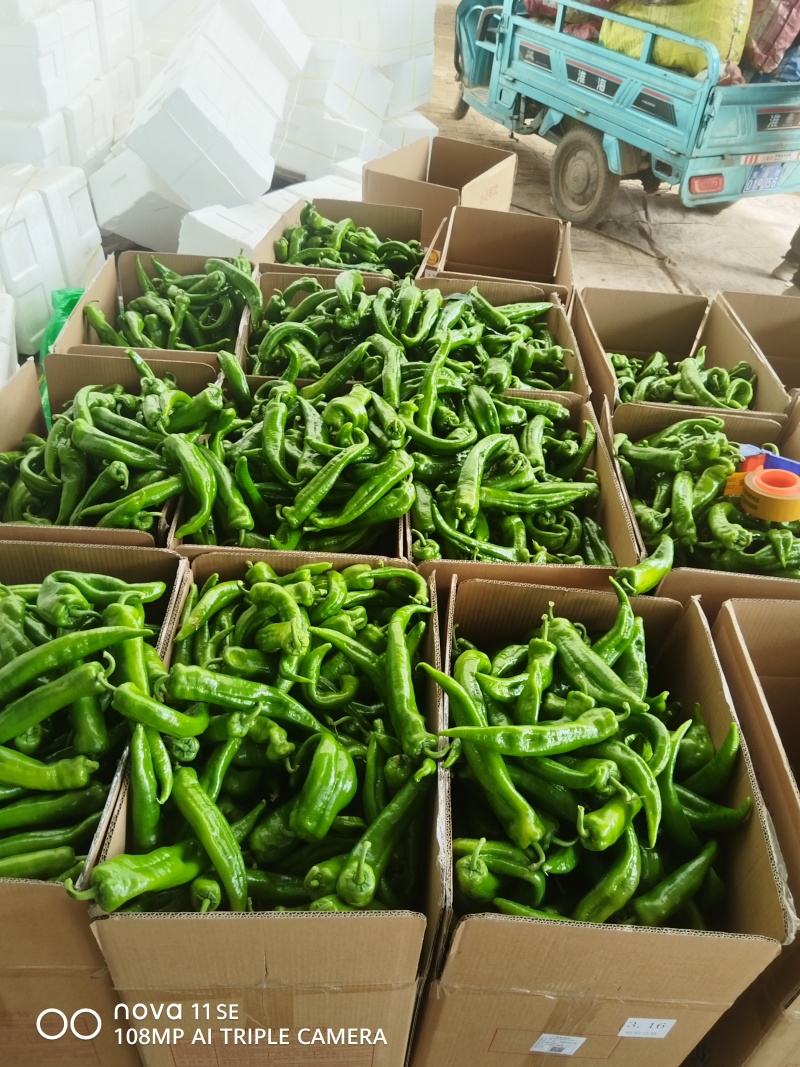 精品鲜辣椒牛角椒大量上市