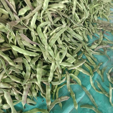 油豆