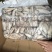 加州鱿鱼9/11