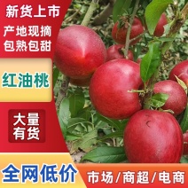 油桃精品红油黄油唐山产地直发保证质量欢迎实力客户前来收购
